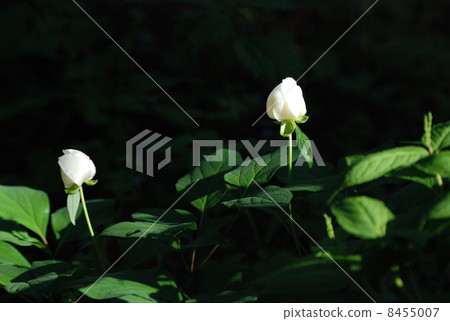 Yamazakiyaku 8455007