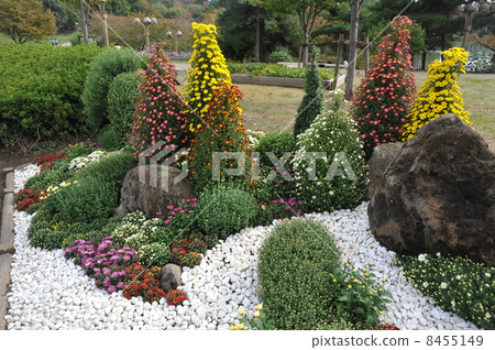 菊花園 菊花園 8455149