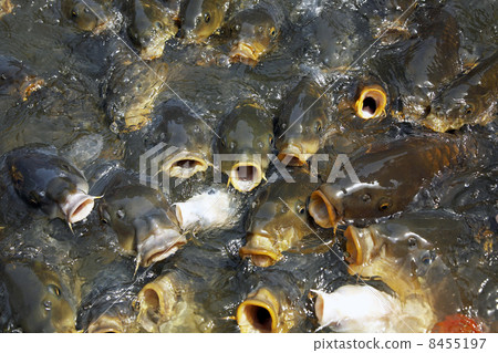 A group of carp A group of carp 8455197