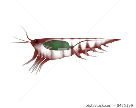 磷蝦 磷蝦 8455199