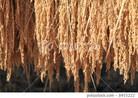 Fruitful autumn Japanese rice shining in golden rice Fruitful autumn Japanese rice shining in golden rice 8455222