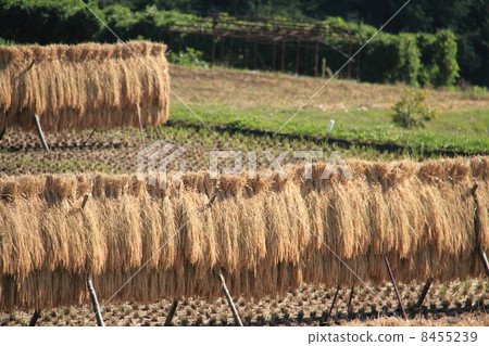 Fruitful autumn Japanese rice shining in golden rice Fruitful autumn Japanese rice shining in golden rice 8455239
