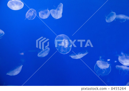 jellyfish, swimming, deep 8455264
