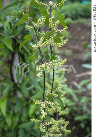 Mukago flowers 8455822