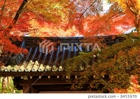 秋葉在京都 8455970