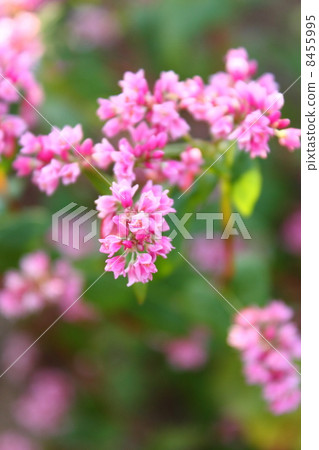 Red flower flowers 8455995