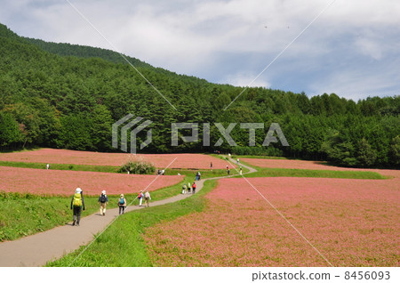 紅蕎麥麵沒佐藤 8456093