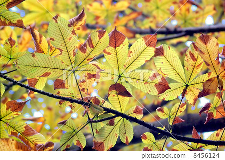 The yellow leaves of Tortiny 8456124