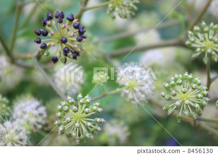 Yamado的水果和鮮花 Yamado的水果和鮮花 8456130