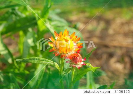 Flowers near flowering Flowers near flowering 8456135
