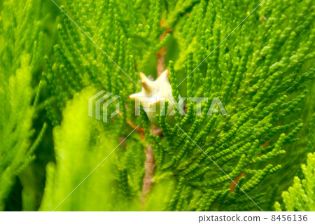 The fruit of the conchaegasiwa · senju 8456136