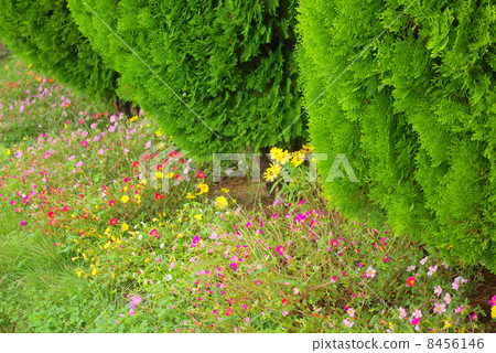 沿著Conno-Tashiwa·Senju的種植開花的Pochuraka的花 沿著Conno-Tashiwa·Senju的種植開花的Pochuraka的花 8456146