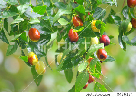 Fruit of jujube 8456154