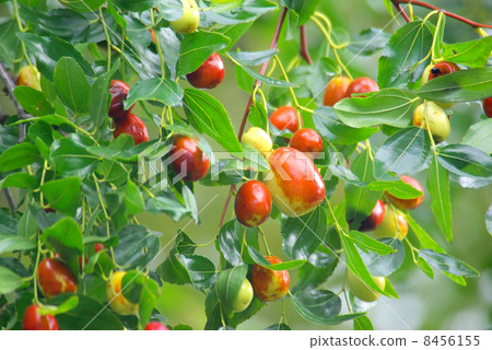 Fruit of jujube Fruit of jujube 8456155