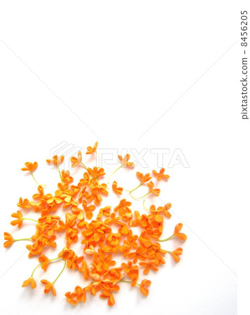 Kinmokusei可愛的小花 8456205