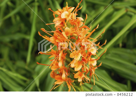 金雞婭花02 金雞婭花02 8456212