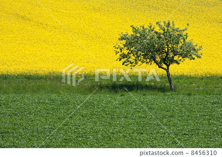 yellow rose yellow rose 8456310