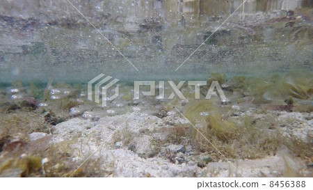 A group of tropical fish A group of tropical fish 8456388