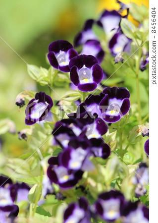 Torenia kauai deep blue Torenia kauai deep blue 8456404