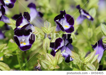 Torenia kauai deep blue 8456405