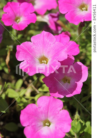 Petunia · Opera Flemime · Pink Morne Petunia · Opera Flemime · Pink Morne 8456411