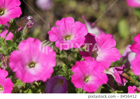 Petunia · Opera Flemime · Pink Morne Petunia · Opera Flemime · Pink Morne 8456412
