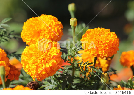 African marigold 8456416