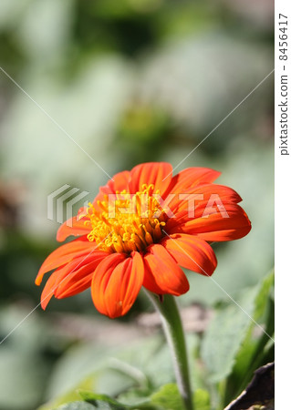 Titonia·Fiesta del Sol 8456417