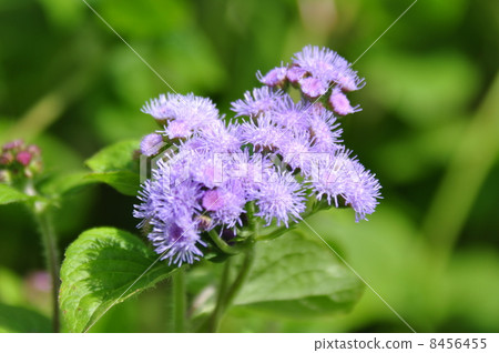 紫花 8456455