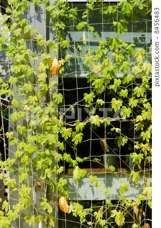 Bitter gourd green curtain 8456483
