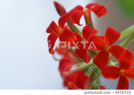 紅色Karancoe 8456510