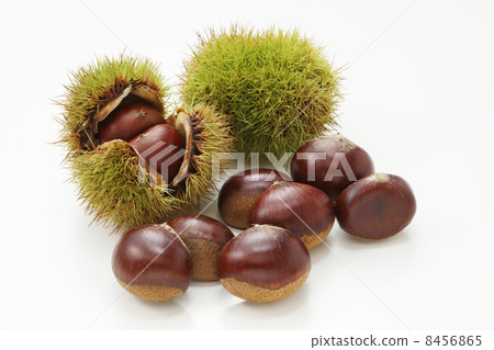 Chestnut Chestnut 8456865