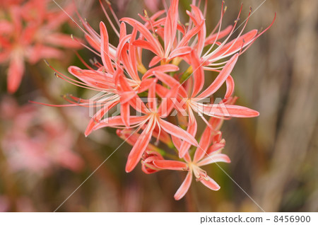 Light brown flowers 8456900