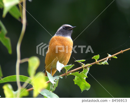 Giubitaki（男） 8456913