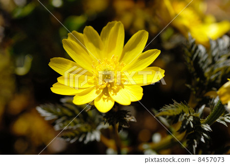 Fukushigusuku Fukujousou (Scientific name: Adonis ramosa) 8457073