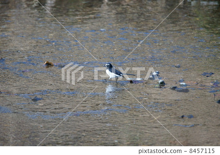 黑尾w 黑尾w 8457115