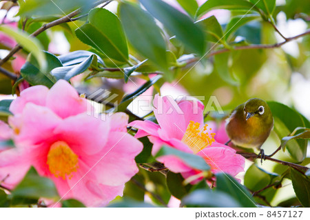 山茶花和mezzo 8457127