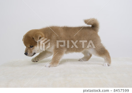 一隻小狗 8457599