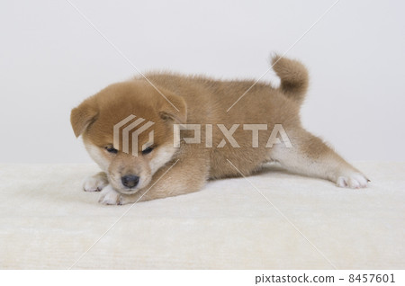 一隻小狗 8457601