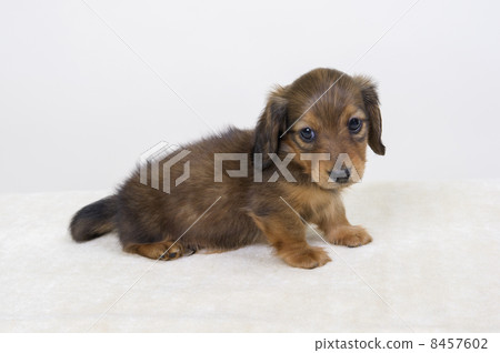 一隻小狗 8457602