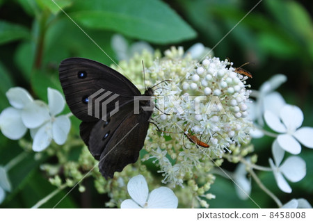 Janome butterfly Janome butterfly 8458008