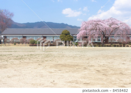 Cherry blossoms at Ichihara School 8458482