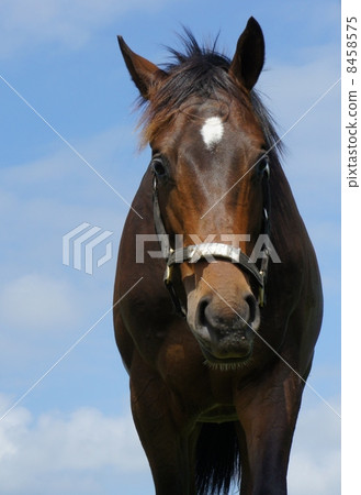 Horses in Hokkaido 8458575