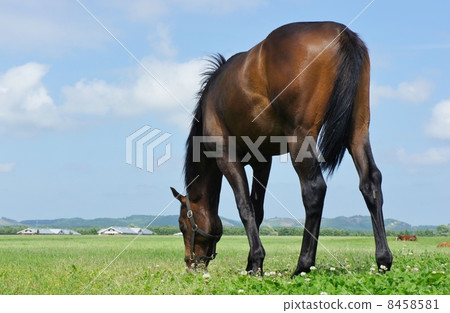 北海道的馬 8458581