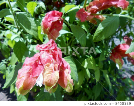 Coebrecian(小蝦)/ Beloperone(Beloperone) Coebrecian(小蝦)/ Beloperone(Beloperone) 8458589