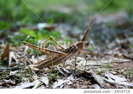 肖亮螞蚱 8458719