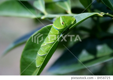 Swallowtail butterfly larva Swallowtail butterfly larva 8458725