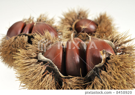 Chestnut Chestnut 8458920