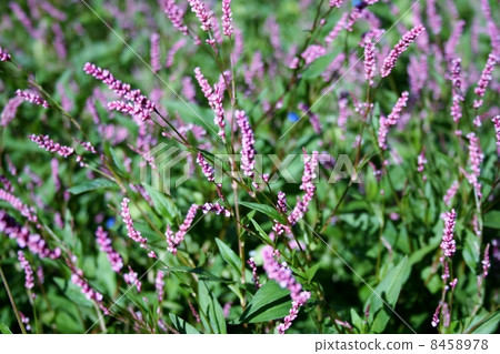 Persicaria longise Persicaria longise 8458978