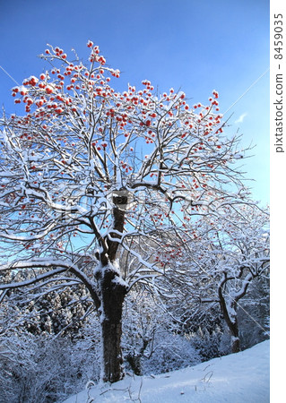 Leftover persimmons left in a field Leftover persimmons left in a field 8459035
